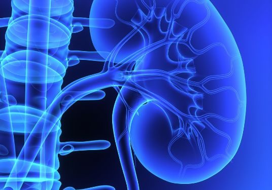 "اختفت حصوات الكلى!" –  أورن زريف  – Oren Zarif